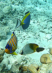 Maldives Research
