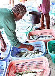 Maldives Research